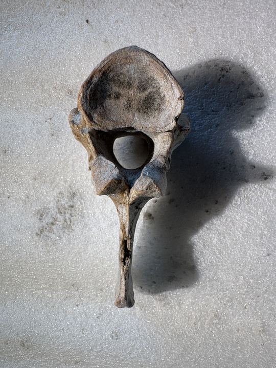 The finished equid vertebra