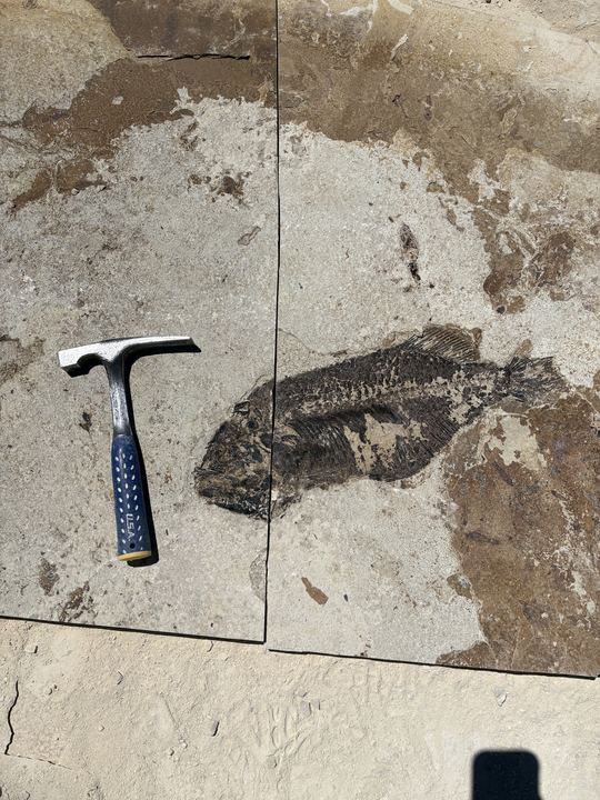 A deep-bodied fossil fish exposed on a freshly split limestone layer in a quarry floor with a rock hammer beside it
