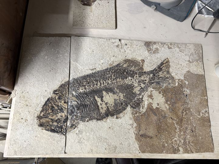 The same fish on a workshop bench, the two halves of the plate rejoined along a seam behind the head