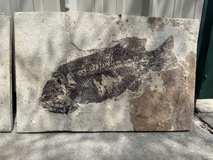 The finished plate stood up in daylight, the fish cleaned and the join closed