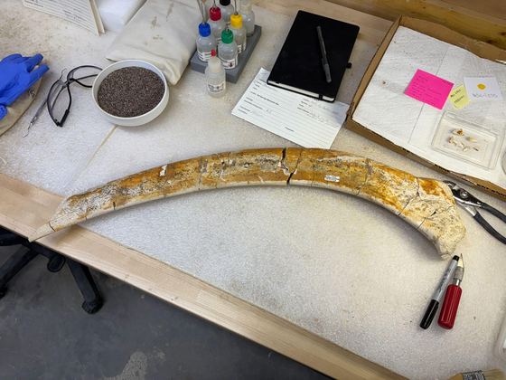 Mammoth rib after preparation