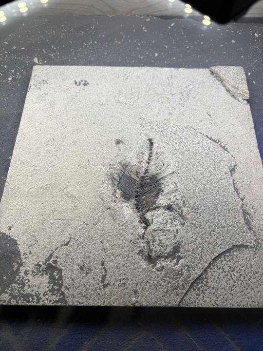 The same slab with a fan of fin rays and part of a spine now exposed