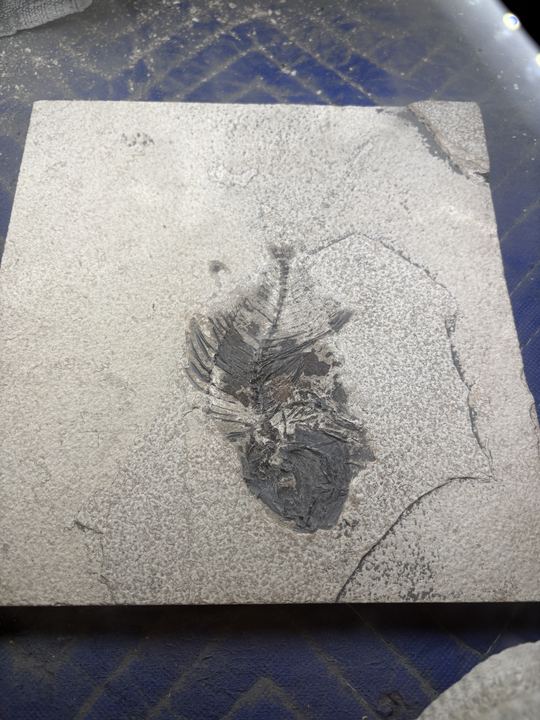 The same slab further along, with more of the body and the head area exposed