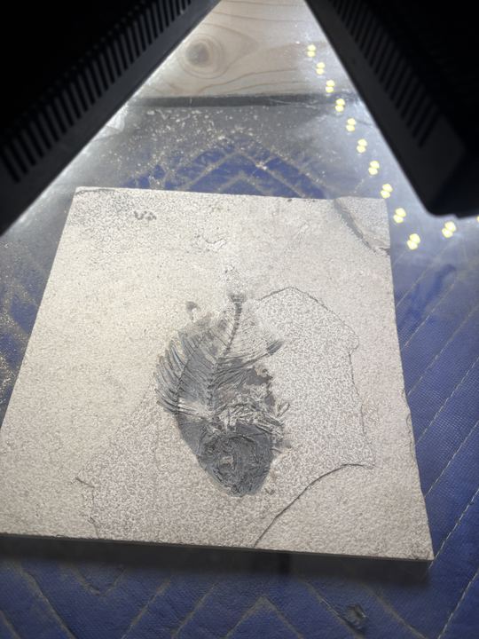 The same slab at the end of the session, the fish exposed from head to fin